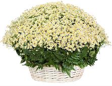 Цветочная композиция из Ромашки в корзине #REPLACE_PRED# Баксане